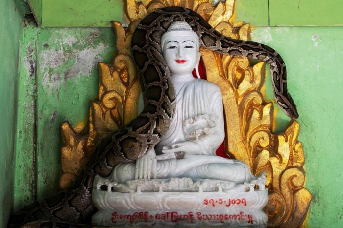 Мьянманский монах создал убежище для змей в монастыре С миру по нитке