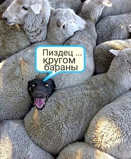 Подборка свежих и познавательных картинок Подборка свежих и познавательных картинок Юмор