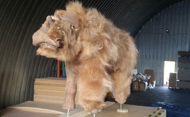 В Якутии разморозили тушу древнего шерстистого носорога Животные