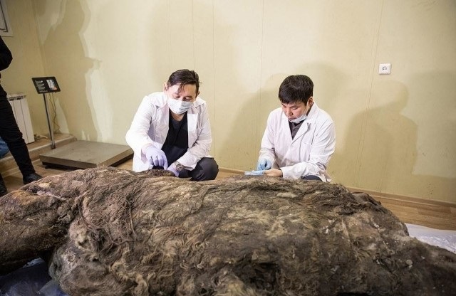 В Якутии разморозили тушу древнего шерстистого носорога Животные