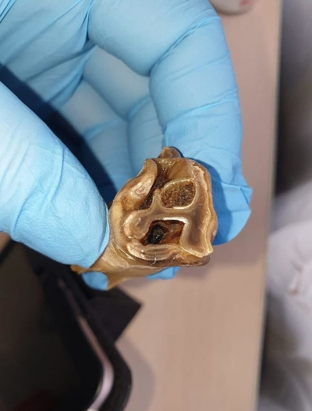 В Якутии разморозили тушу древнего шерстистого носорога Животные