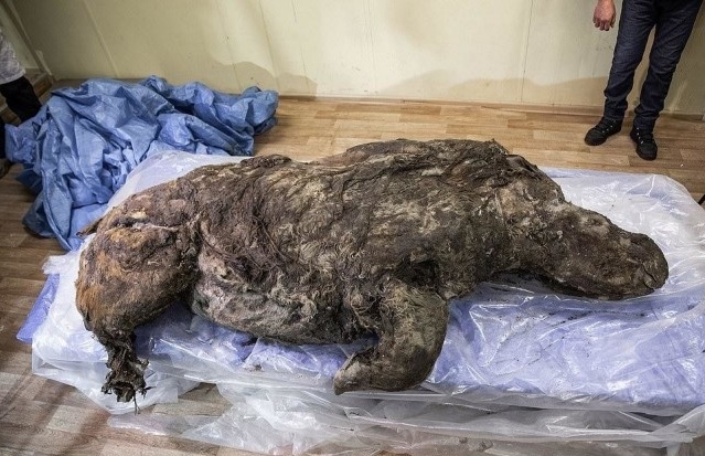 В Якутии разморозили тушу древнего шерстистого носорога Животные