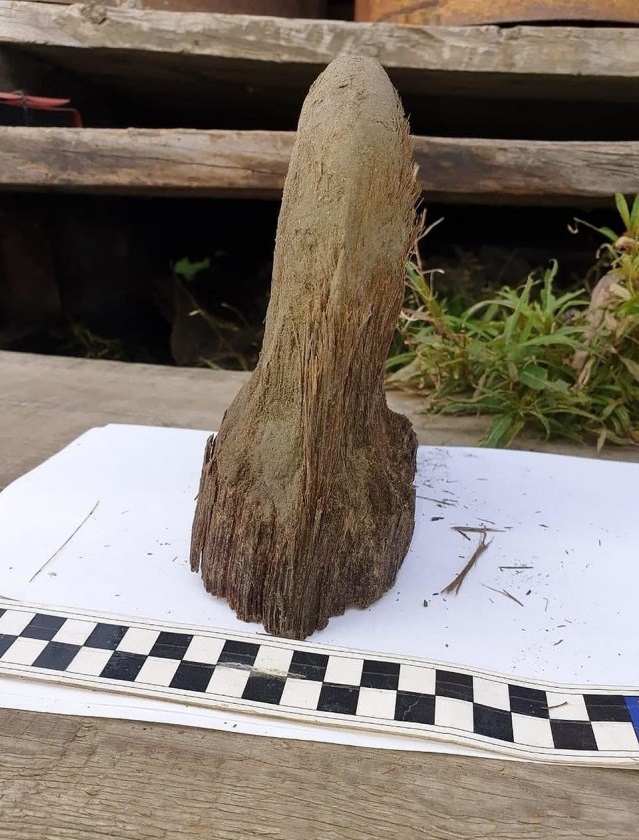 В Якутии разморозили тушу древнего шерстистого носорога Животные