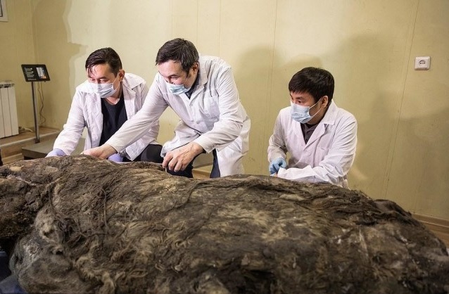 В Якутии разморозили тушу древнего шерстистого носорога Животные