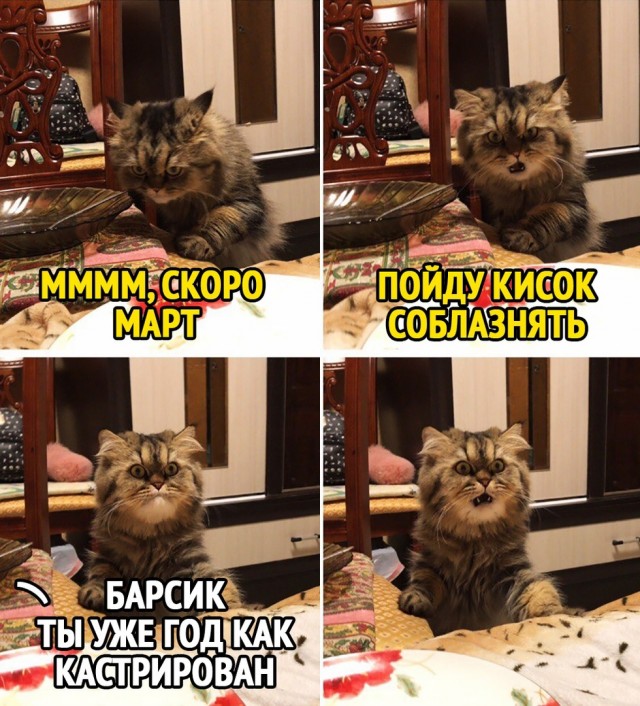 Лучший юмор для поднятия настроения Юмор