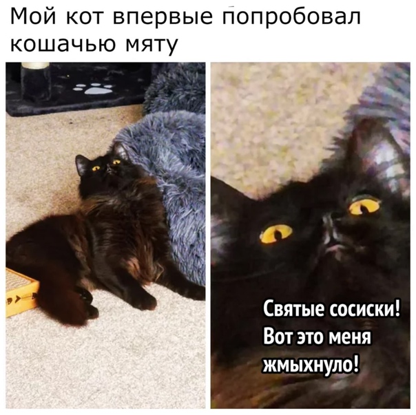 Горячий юмор дня настроения Юмор