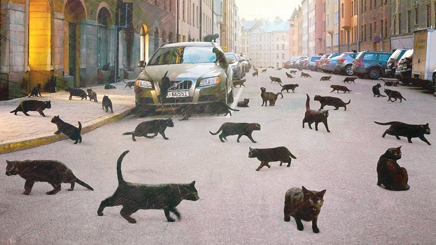Как Бегемот может испортить день или почему стоит остерегаться черных котов  на дороге