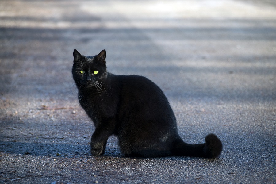 Как Бегемот может испортить день или почему стоит остерегаться черных котов  на дороге