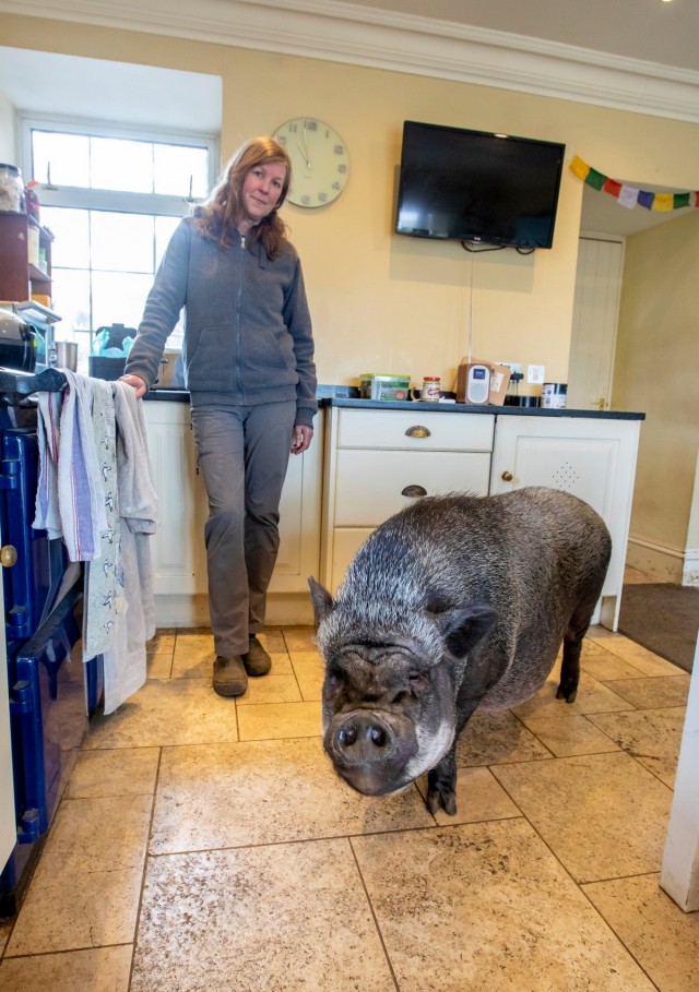130-килограммовая свинья живет в доме и спит в запасной спальне, так как на улице ей слишком холодно Животные
