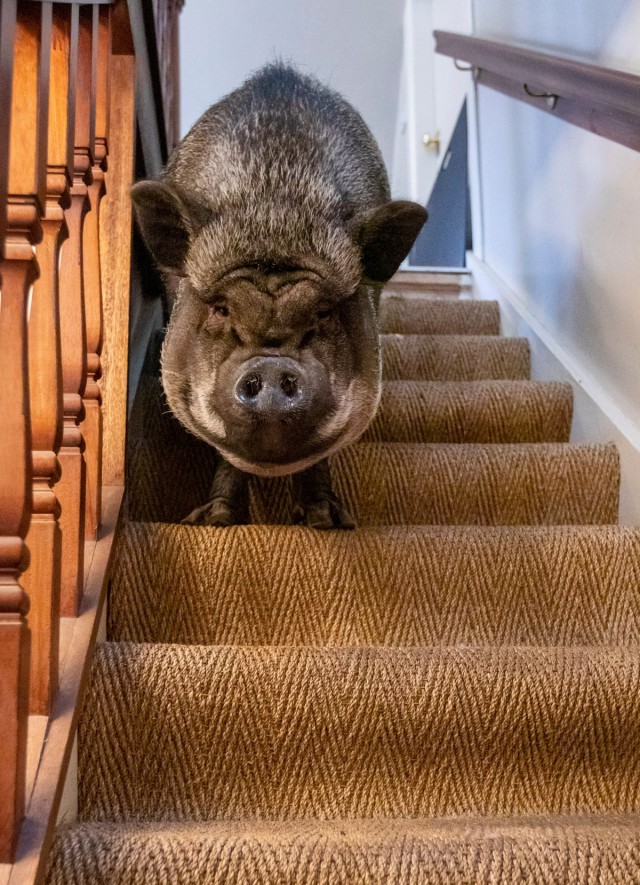 130-килограммовая свинья живет в доме и спит в запасной спальне, так как на улице ей слишком холодно Животные