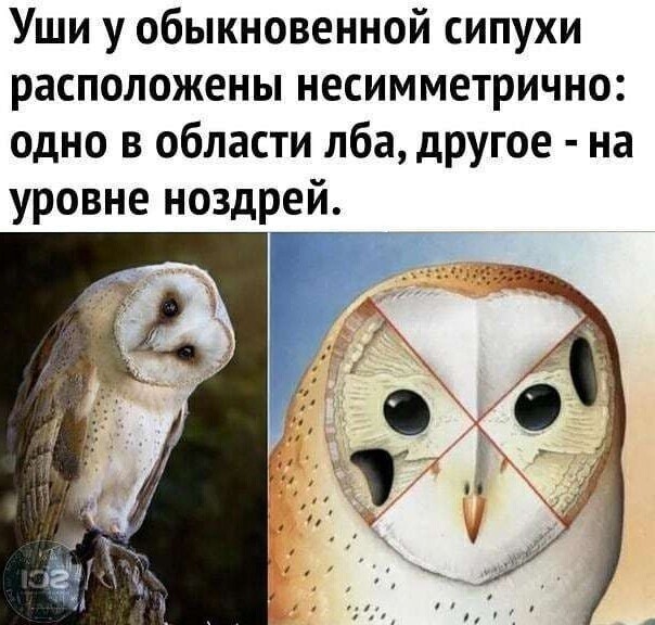 Свежий юмор из интернета Юмор