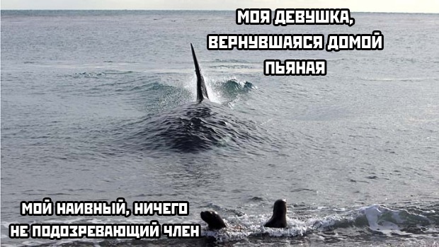 Юмор в картинках который достоин вашего внимания Юмор в картинках который достоин вашего внимания Юмор