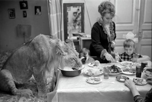 Трагическая история Берберовых, советской семьи, которая держала львов в качестве домашних животных С миру по нитке