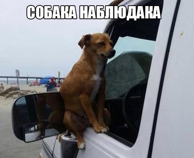 Подборка легкого юмора для Вас Подборка легкого юмора для Вас Юмор