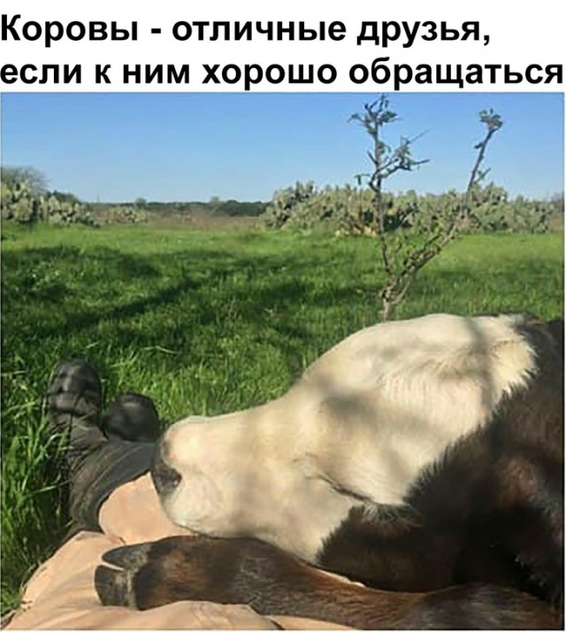 Свежая порция юмора и позитива Юмор