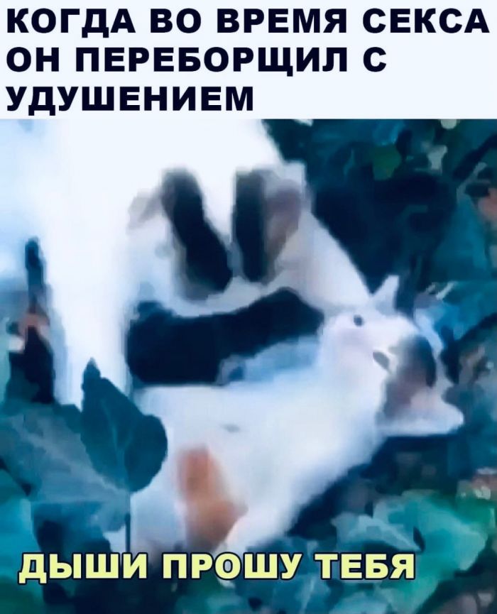 Развратный юмор Развратный юмор Юмор