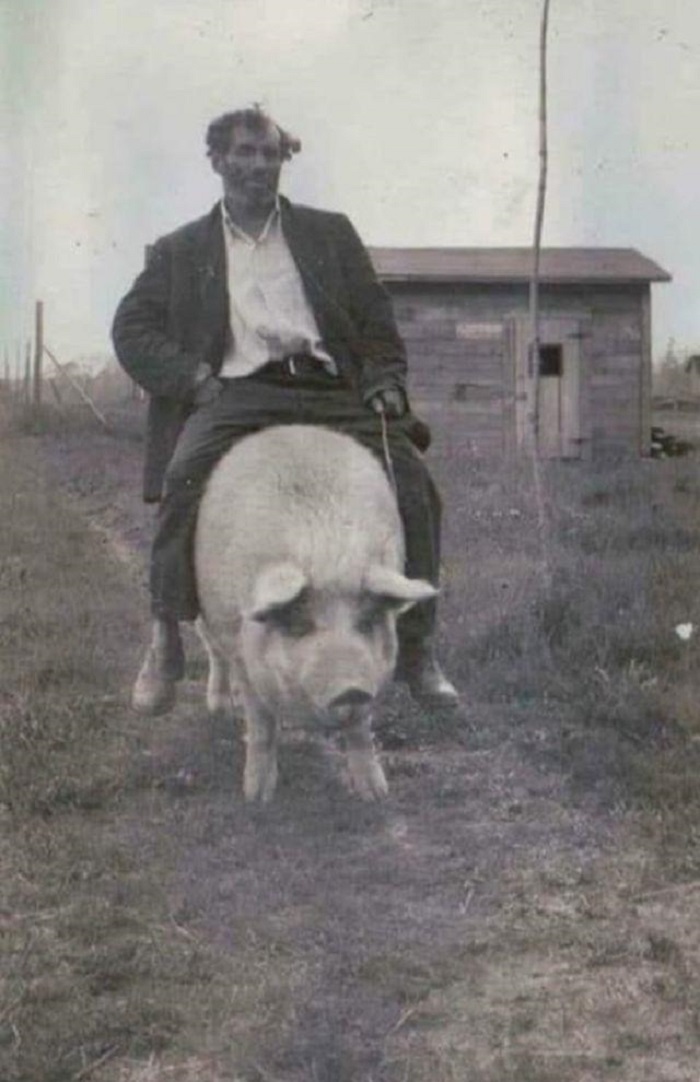 Как в Ирландском Корха Дорха устроили скачки на свиньях  С миру по нитке