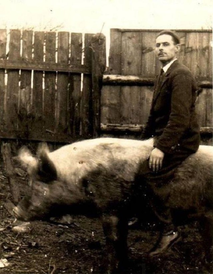 Как в Ирландском Корха Дорха устроили скачки на свиньях  С миру по нитке