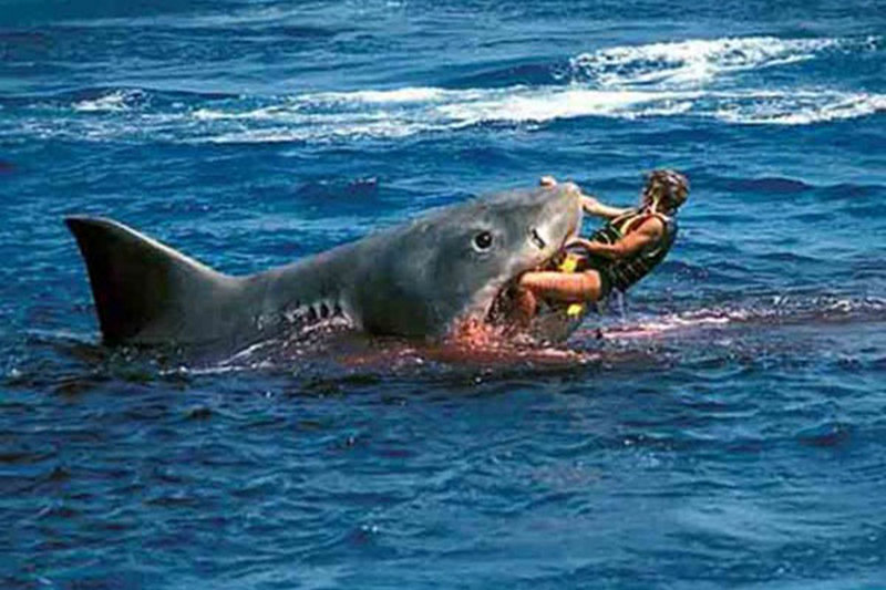 Самую большую белую акулу в мире поймали рядом с дайвером: хищник весит 2 тонны