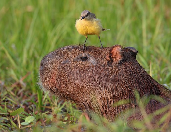 Самая веселая подборка позитивных фотографий Картинки