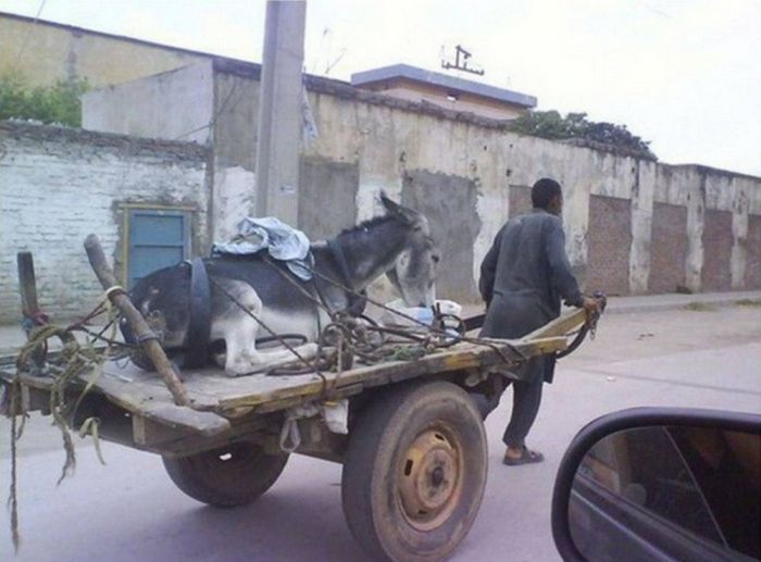 Самая веселая подборка позитивных фотографий Картинки