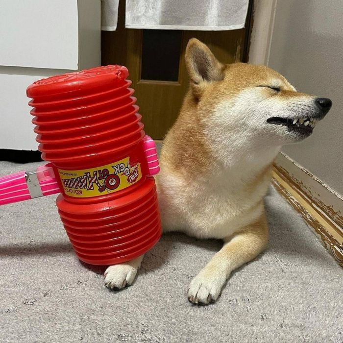 Самая веселая подборка позитивных фотографий Картинки