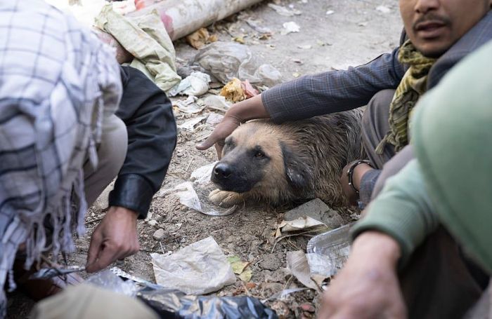 Собаки-наркоманы в Кабуле Животные