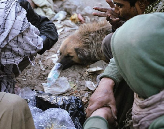 Собаки-наркоманы в Кабуле Животные
