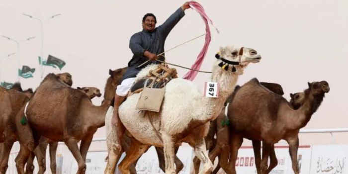 43 верблюда выгнали с конкурса красоты из-за ботокса Животные