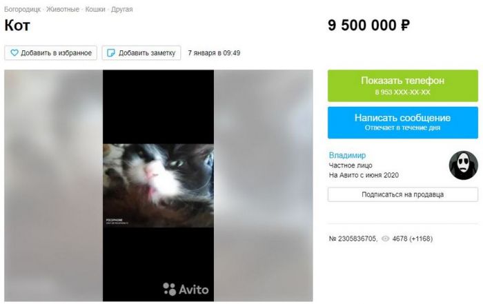 Кота, которого держал сам Владимир Владимирович, продают за 9,5 млн рублей Животные