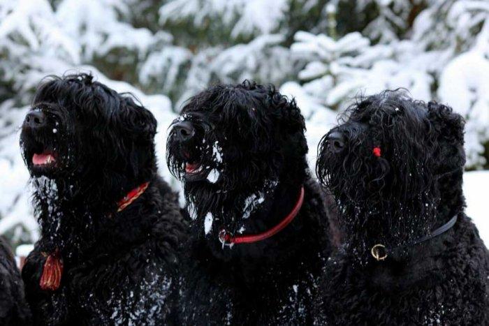 Неудачные эксперименты советских кинологов Животные