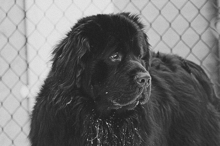 Неудачные эксперименты советских кинологов Животные