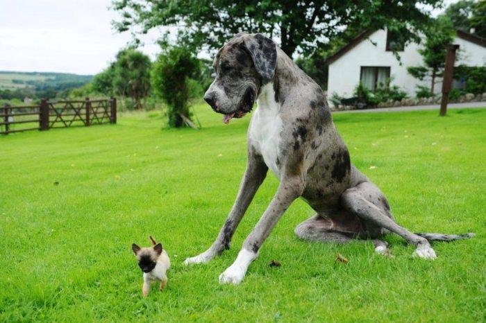 Неудачные эксперименты советских кинологов Животные