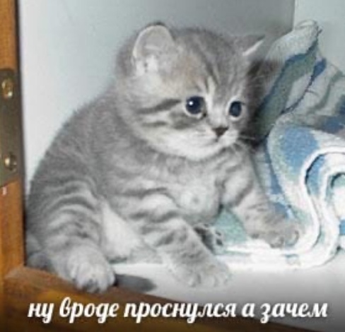 Позитив в картинках на начало недели Юмор