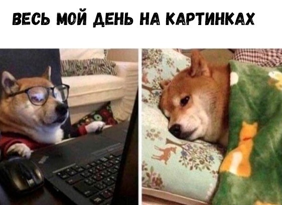 Позитив в картинках на начало недели Юмор