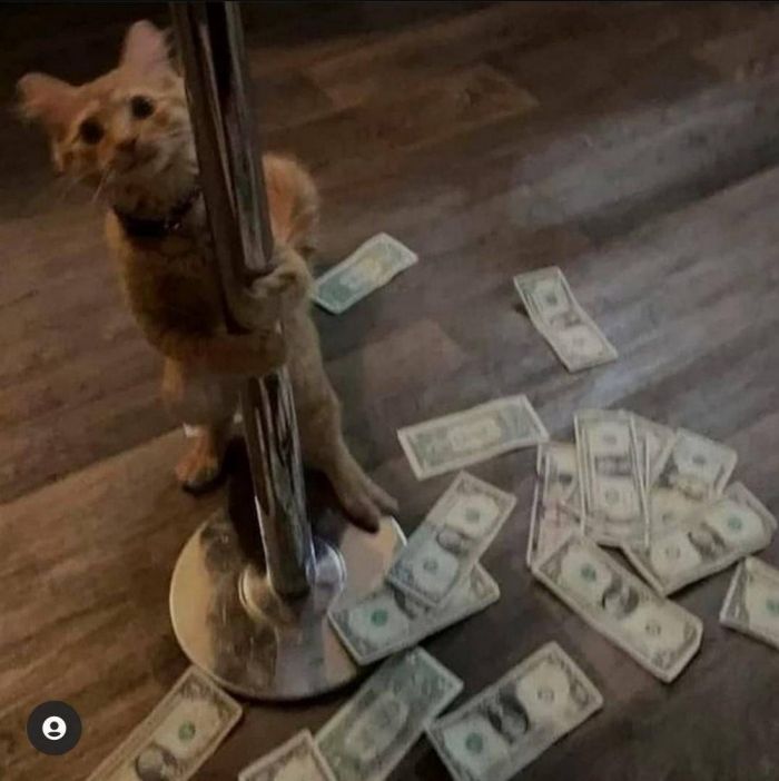 Весёлые и позитивные фото приколы Картинки