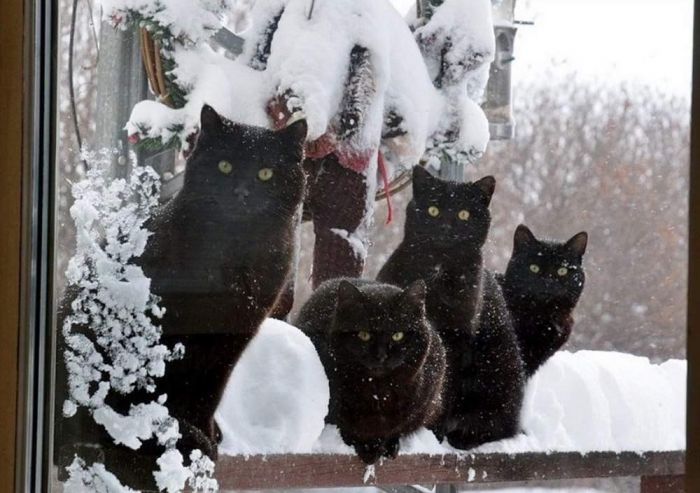 Весёлые и позитивные фото приколы Картинки