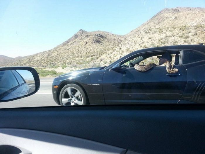 Весёлые и позитивные фото приколы Картинки