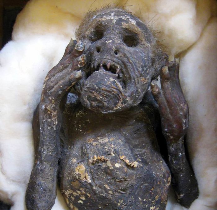 Ученые изучают мумию «русалки», найденную в XVIII веке в Японии С миру по нитке