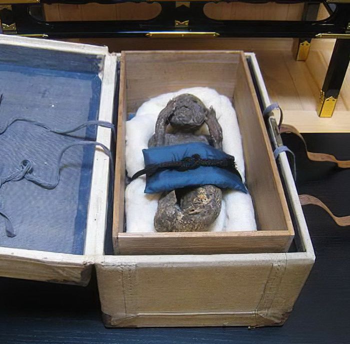 Ученые изучают мумию «русалки», найденную в XVIII веке в Японии С миру по нитке