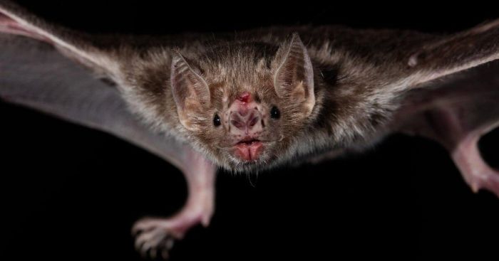 Ученые определили, как летучие мыши выживают на строгой диете из крови Животные