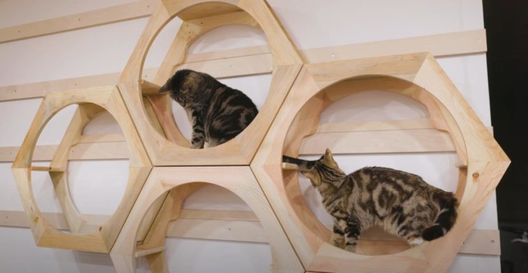 Комплексы для кошек своими руками чертежи