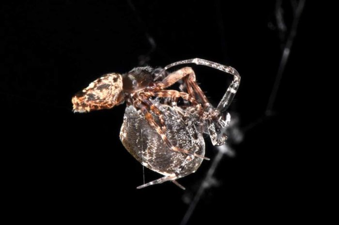 Самцы пауков научились катапультироваться, чтобы сбежать от самок Животные