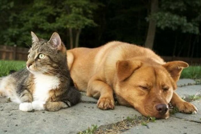 Кто умнее - кошки или собаки Животные