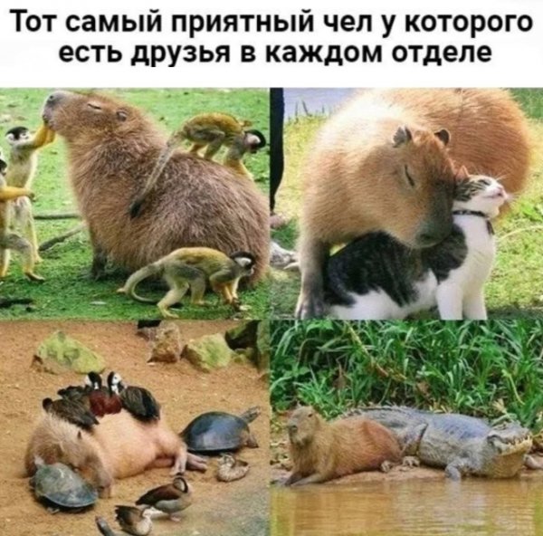 Прикольные фото мемы Юмор