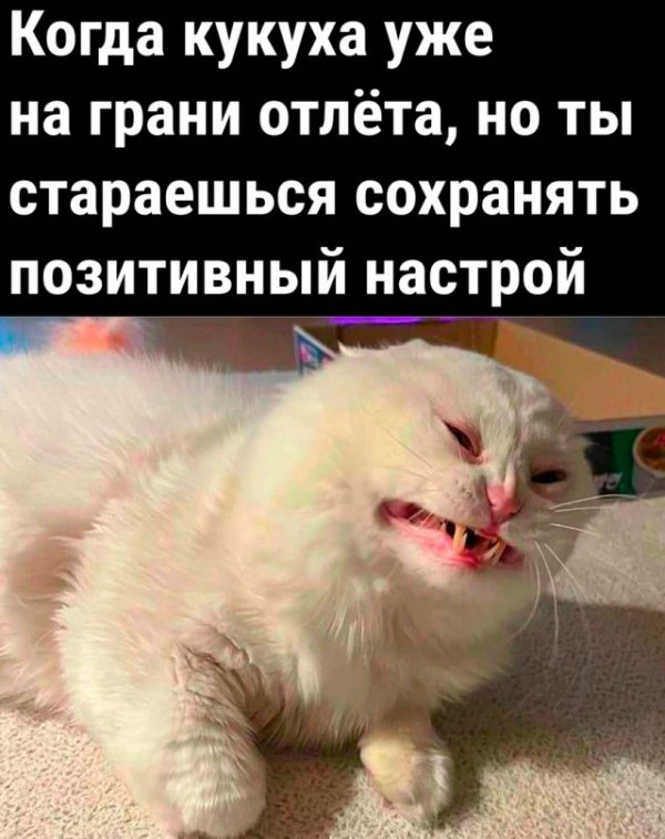 Прикольные фото мемы Юмор