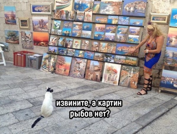 Прикольные фото мемы Юмор