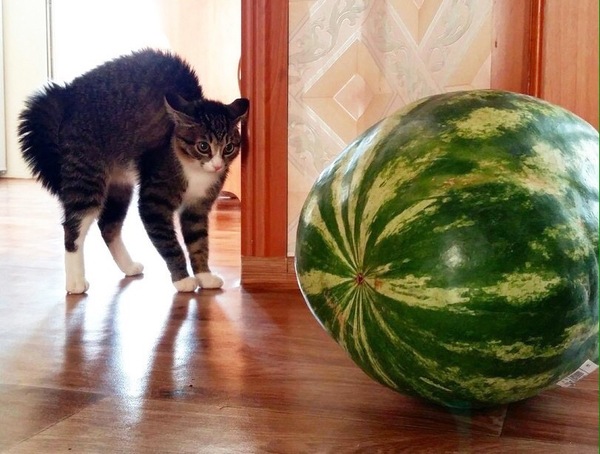 Прикольные фото мемы Юмор