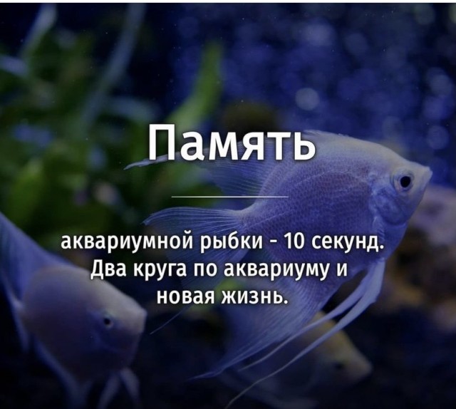 Приколы, юмор и смешные картинки Приколы, юмор и смешные картинки Юмор