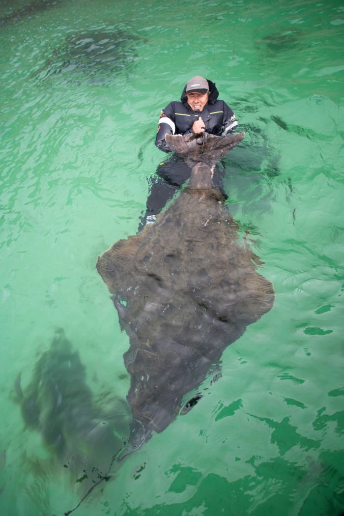 Рыбак выловил 180-килограммового двухметрового палтуса в Норвегии Животные
